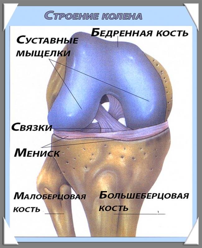 Суставные мыщелки. Строение мениска коленного сустава анатомия. Строение колена-мениск анатомия. Коленный сустав строение мениск. Медиальный мениск коленного сустава анатомия.